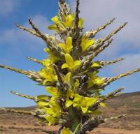 Puya_chilensis_GM_1124.3.jpg