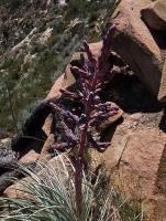 Puya_coerulea_GM_1481.3.jpg