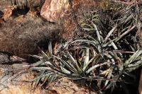 Puya_sp._GM_1380.1.jpg