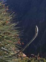 Puya_sp._GM_1388.1.jpg