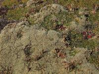 Pycnophyllum_bryoides_GM_1388.6.jpg