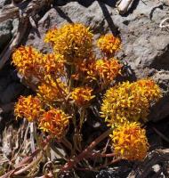 Quinchamalium_chilense_GM_1115.15.jpg