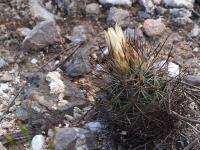 R._beguinii_ssp._margaritae_nom.prov._GM_1650.jpg