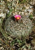 Rapicactus_beguinii_GM_061.jpg
