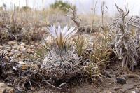 Rapicactus_beguinii_GM_1047.jpg