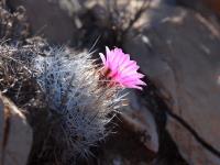 Rapicactus_beguinii_GM_1222.jpg