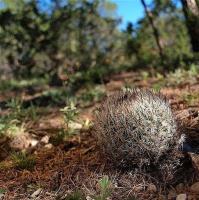 Rapicactus_beguinii_GM_1244.1.jpg