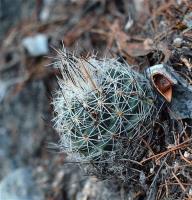 Rapicactus_beguinii_GM_1246.23.jpg