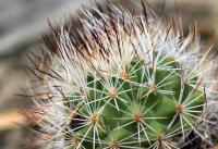 Rapicactus_beguinii_GM_1342.jpg