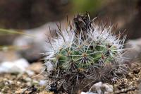 Rapicactus_beguinii_GM_1348.4.jpg