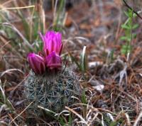 Rapicactus_beguinii_GM_1511.2.jpg