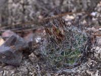 Rapicactus_beguinii_GM_1511.jpg