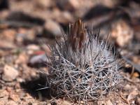 Rapicactus_beguinii_GM_1622.jpg