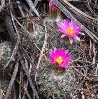 Rapicactus_beguinii_GM_1649.19.jpg