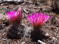 Rapicactus_beguinii_GM_1661.7.jpg
