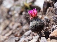Rapicactus_booleanus_GM_1661.jpg