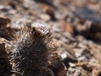Rapicactus_mandragora_GM_1493.jpg
