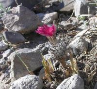 Rapicactus_subterraneus_GM_1012.jpg