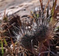 Rapicactus_subterraneus_GM_1250.jpg