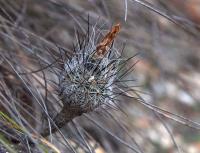 Rapicactus_subterraneus_GM_1519.jpg