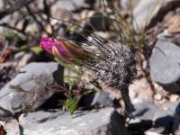 Rapicactus_subterraneus_GM_1663.6.jpg