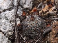 Rapicactus_zaragozae_ssp._nova_GM_1658.jpg