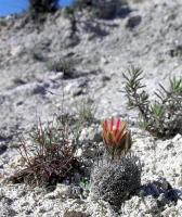 Rapicactus_zaragozensis_GM_1014.1.jpg