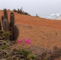 Rhodophiala_advena_GM_1181.1.jpg