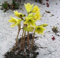 Rhodophiala_bagnoldii_GM_1141.9.jpg
