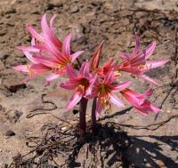 Rhodophiala_laeta_GM_1199.1.jpg