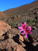 Rhodophiala_laeta_GM_1440.6.jpg