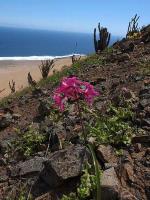 Rhodophiala_laeta_GM_1444.jpg