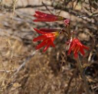 Rhodophiala_phycelloides_GM_1119.3.jpg
