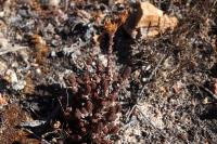 Sedum_andinum_GM_1381.jpg