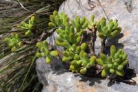 Sedum_corynephyllum_GM_1369.10.jpg