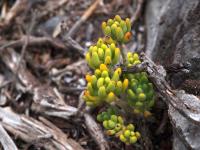 Sedum_corynephylum_GM_1543.1.jpg