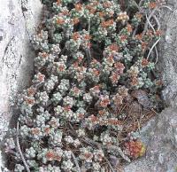 Sedum_furfuraceum_GM_1026.jpg