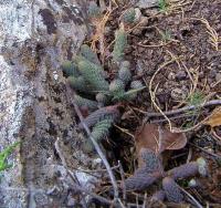 Sedum_jurgensenii_GM_1035.9.jpg