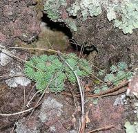 Sedum_lumholtzii_GM_974.12.jpg