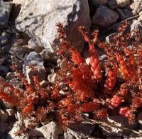 Sedum_nanifolium_GM_1235.2.jpg
