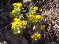 Sedum_palmeri_GM_1097.1.jpg