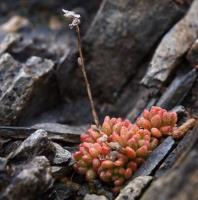 Sedum_parvum_GM_1659.3.jpg