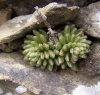 Sedum_wrightii_GM_1068.4.jpg