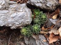 Sedum_wrightii_GM_1653.3.jpg