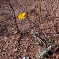 Senecio_GM_1639.3.jpg