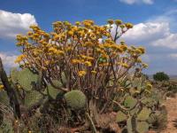 Senecio_praecox_GM_1485.2.jpg