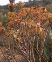 Senecio_praecox_GM_753.jpg