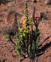Solidago_chilensis_GM_1383.4.jpg