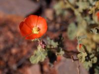 Sphaeralcea_laxa_GM_1621.4.jpg