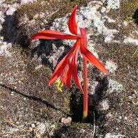Sprekelia_formosissima_GM_974.3.jpg